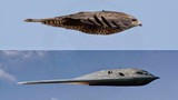 Thiết kế của máy bay B-2 là gì? Tại sao không có cánh đuôi?