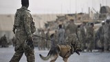 Chiến công của chó nghiệp vụ Mỹ khi tiêu diệt trùm khủng bố IS