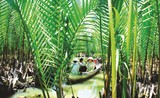 Check-in rừng dừa nước Tịnh Khê với nhiều khám phá hấp dẫn