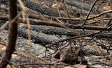 Công an làm việc với 4 nghi can gây cháy rừng ở Nghệ An