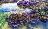Hòn đảo đặc biệt ở Phú Yên: San hô "nở hoa" trên cạn