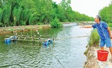 Nuôi thành công cá mú, nông dân Kiên Giang bán 200.000-210.000 đồng/kg