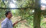 Đây là “cây tiền tỷ” đang trồng thành công ở An Giang