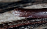 Phát sợ loài rắn trông như con giun được tìm thấy khắp Việt Nam