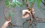 Công dụng thần kỳ của loài cây kịch độc mọc khắp Việt Nam