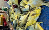 Ngư dân Cẩm Nhượng “trúng đậm” mẻ cá vàng dương hơn 300 triệu