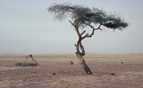 Loài cây cô độc nhất hành tinh, ngọn hải đăng duy nhất giữa sa mạc