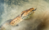 Top 8 loài rắn “bá chủ” Trái đất, có loài nặng hàng trăm cân