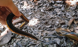Hoang mang sinh vật nửa ếch - rắn - giun cực "dị" ở Việt Nam