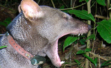 Giật mình bằng chứng hé lộ bí mật về "ma chó" vùng Amazon
