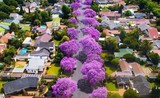 Lịm tim trước con đường ngập hoa phượng tím ở Nam Phi