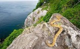 Rùng mình hòn đảo nguy hiểm toàn rắn độc, không ai dám tới