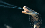 Bị rắn hổ mang phun nọc độc vào mặt, điều kinh khủng gì xảy ra?