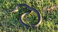 Phát hiện ổ của loài rắn độc thứ 2 thế giới ở sau nhà