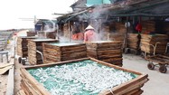 Ngư dân Quảng Nam trúng mùa cá, lò hấp cá chạy hết công suất