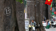 Cây sao đen nghi bị “bức tử” thuộc danh sách gỗ quý Việt Nam 