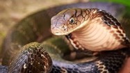 Top 7 loài rắn cực độc ở Việt Nam, nhìn thấy nhanh tránh xa 
