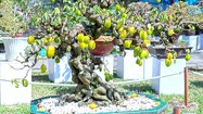 “Sững sờ” khế bonsai ra quả chi chít từ gốc tới ngọn 