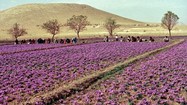 Cận cảnh cánh đồng trồng “thảo dược” đắt như vàng ở Trung Đông
