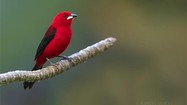Vẻ đẹp kỳ diệu của các loài chim trong các khu rừng ở Brazil