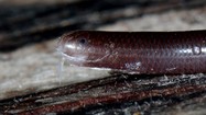 Phát sợ loài rắn trông như con giun được tìm thấy khắp Việt Nam