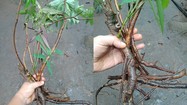 Công dụng thần kỳ của loài cây kịch độc mọc khắp Việt Nam
