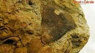 Phát lộ hóa thạch động vật 400 triệu tuổi ở vùng núi phía Bắc