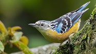 Điểm mặt 6 loài chim trèo cây độc lạ, ít người biết ở Việt Nam