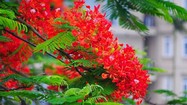 Hoa phượng khoe sắc đỏ rực trên nhiều tuyến phố Hà Nội