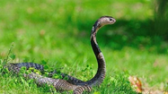 Loài động vật sở hữu ‘vũ khí’ khiến rắn sợ phát khiếp