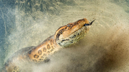 Top 8 loài rắn "bá chủ" Trái đất, có loài nặng hàng trăm tạ