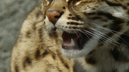 Mèo rừng được giao nộp ở Quảng Bình: Loài quý hiếm bậc nhất thế giới
