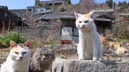 Kỳ lạ hòn đảo ở Nhật có hàng chục nghìn con mèo "chiếm đóng"