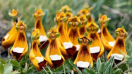 Ám ảnh loài hoa dị độc nhất thế giới, phát hoảng số 1