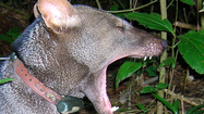 Giật mình bằng chứng hé lộ bí mật về "ma chó" vùng Amazon