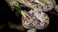 Thót tim loài rắn cực độc, nằm im lìm chờ cắn người ở Việt Nam 