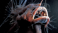 Loài cá quái vật, đầu mang đèn, răng nhọn như kim nhìn phát hãi
