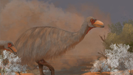 Loài chim khổng lồ tuyệt chủng hơn 40.000 năm bỗng hiện nguyên hình