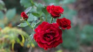 Hoa hồng đẹp và thơm nhưng vướng đại kỵ nào khi thắp hương?