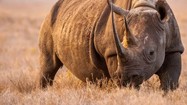Loài tê giác hiếm nhất thế giới, sừng dài tới 1,5 mét