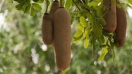 Kinh ngạc loài “cây xúc xích” cứu đói người dân châu Phi