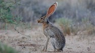 Bí mật thú vị về đôi tai siêu to của loài thỏ sa mạc