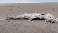 Cá mập phơi và loạt “thủy quái” khổng lồ từng dạt vào bờ biển