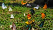 Rừng Cúc Phương vào mùa đẹp nhất bướm bay rợp trời