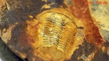 Soi từng mm hóa thạch loài bọ 300 triệu tuổi ở Bắc Kạn