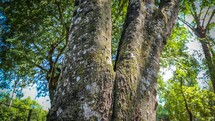 Loại gỗ siêu hiếm, triệu cây mới có một ở Việt Nam