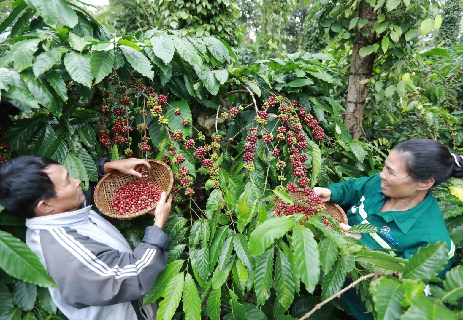 Nestle duoc vinh danh doanh nghiep ben vung nhat Viet Nam-Hinh-2