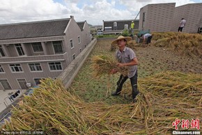 Trồng lúa trên mái nhà cao tầng, thu 115 kg gạo