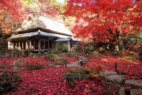 Ngắm nhìn ngôi đền 1500 tuổi tuyêt đẹp tại Nhật Bản