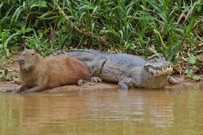 Tại sao Capybara có thể chung sống hòa thuận cùng cá sấu?